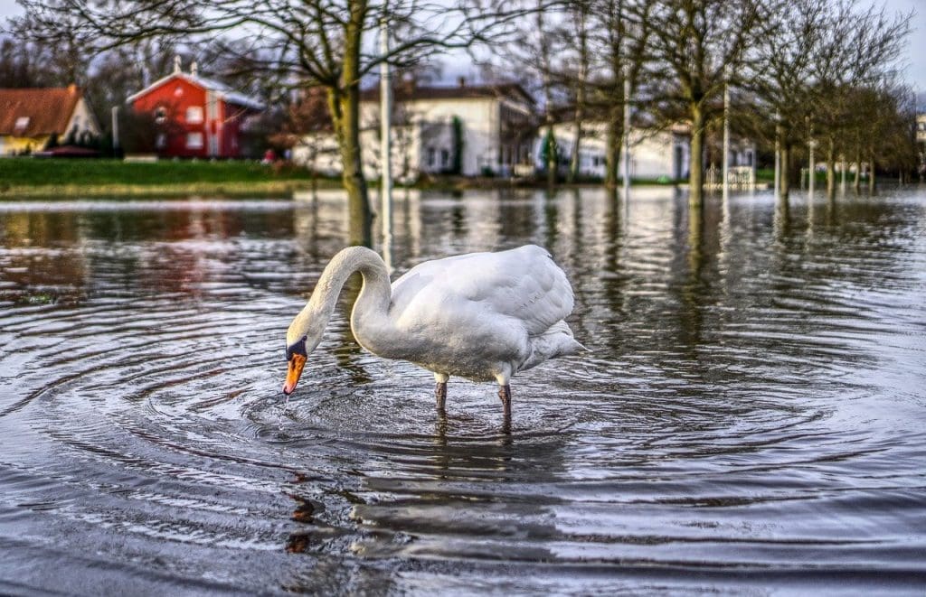 Photo of Goose drinking water - Flood Insurance - Team Barfield - Florida