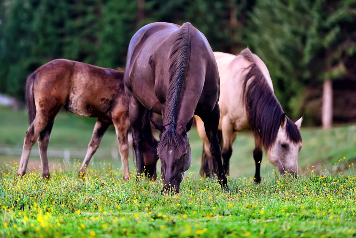 Photo of Horses for Equine Insurance by Team Barfield - Florida